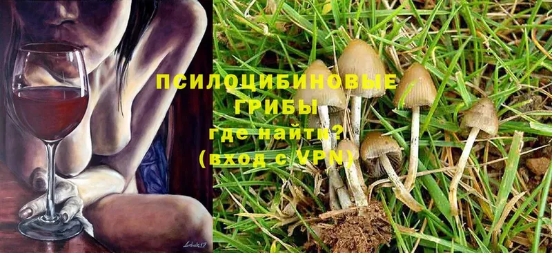 Псилоцибиновые грибы Psilocybe  цены   Кириши 