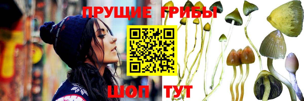 Галлюциногенные грибы Psilocybine cubensis Кириши